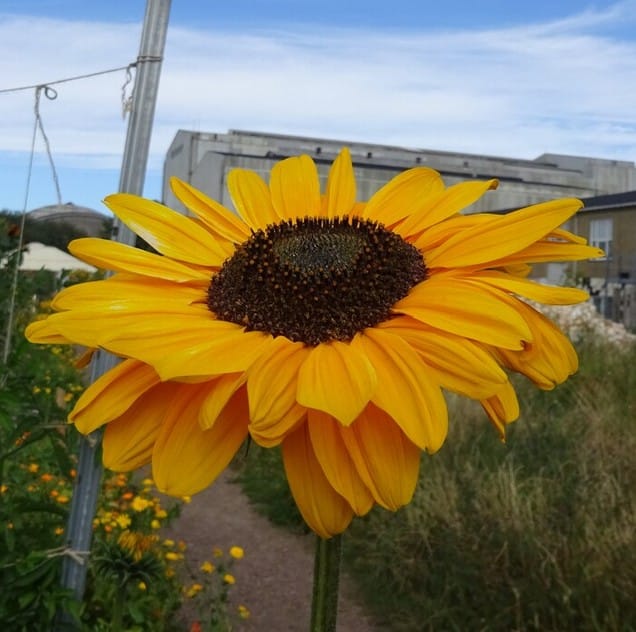 Herzliche Einladung zum Erdmannhäuser Grünen-Treffen